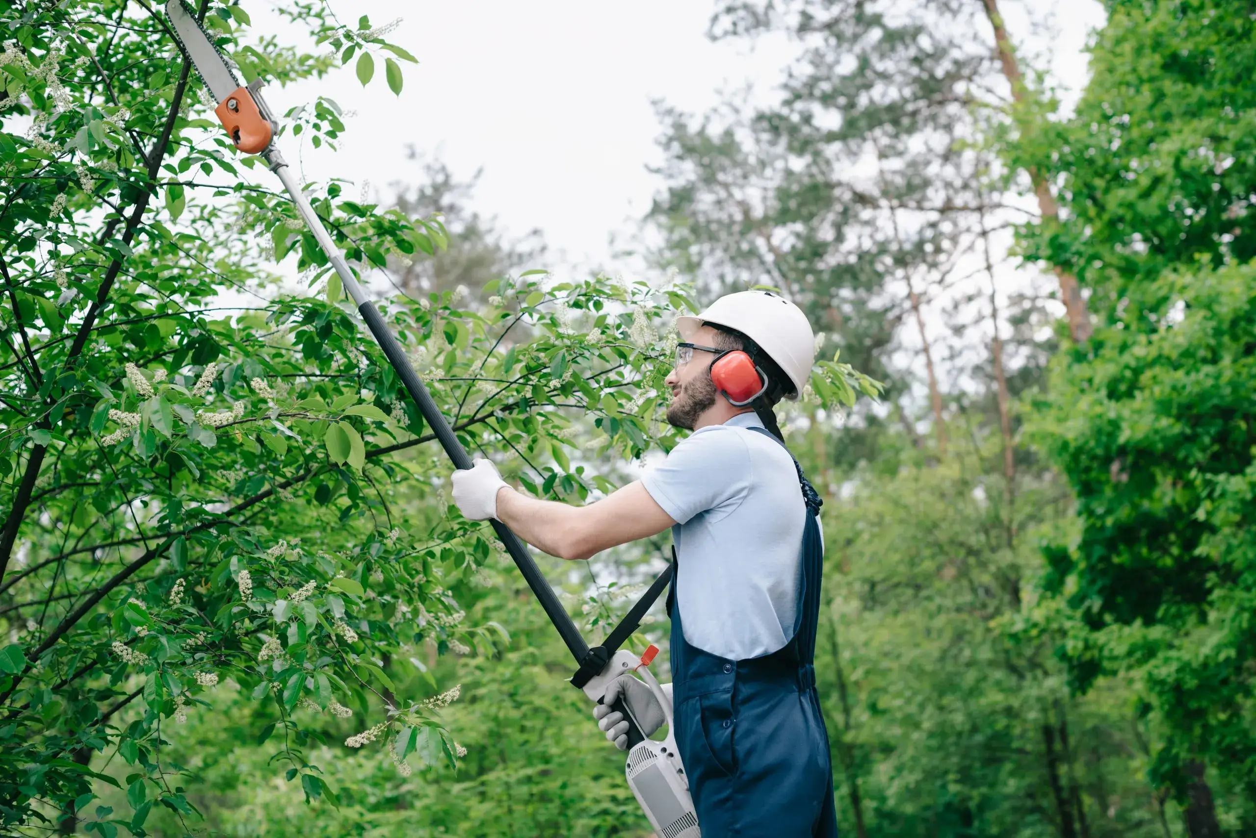 Professional Hedge Trimming