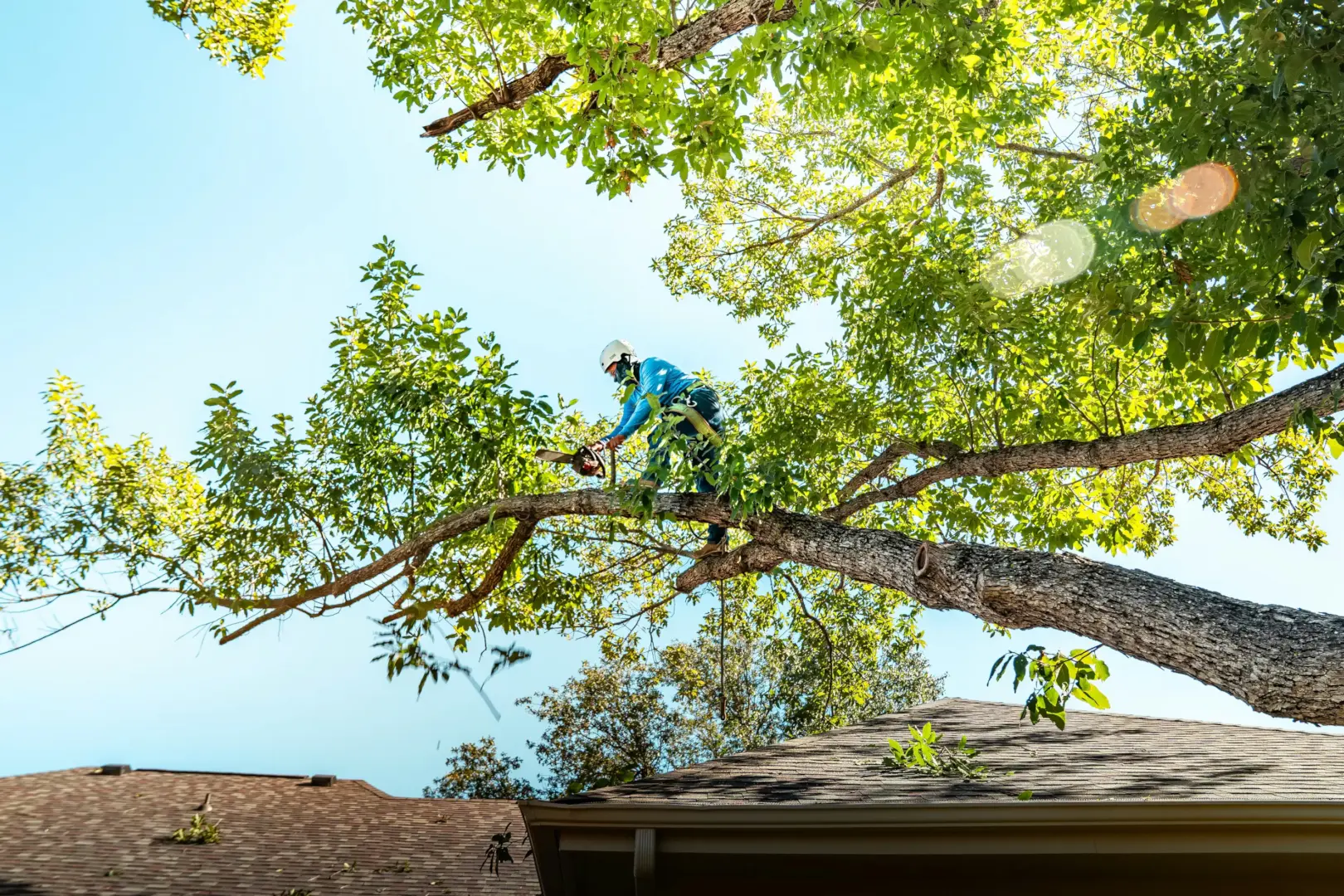 Tree care background