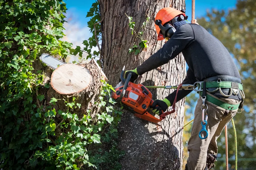 Professional Tree Removal