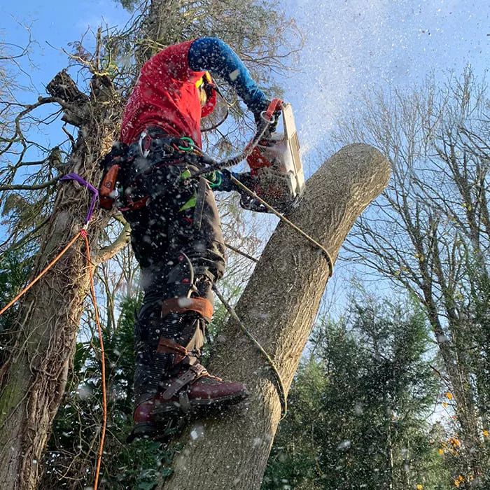 Professional Tree Surgery